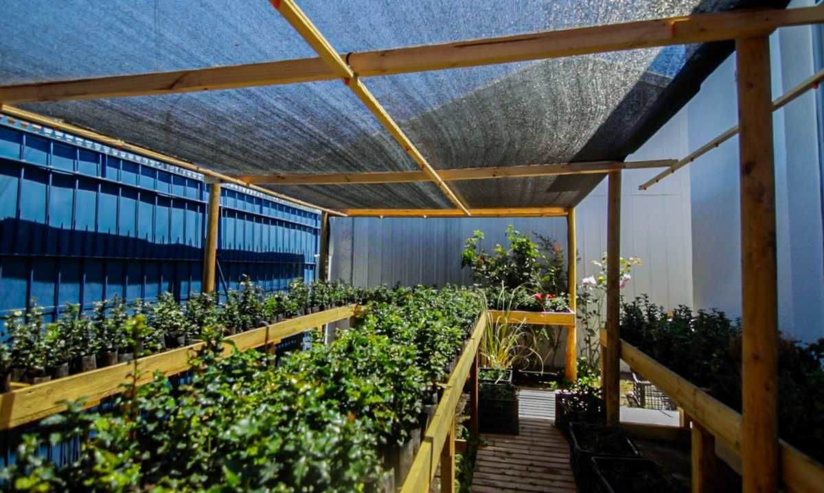 Aclara inicia programa para la revegetación del bosque nativo de preservación con foco en Naranjillos