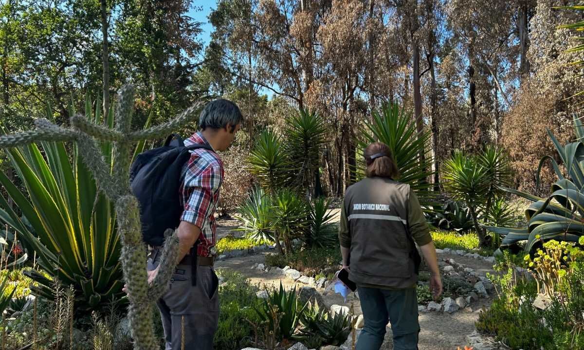 Jardín Botánico de Viña del Mar recibirá 2 mil naranjillos y otras especies nativas para su reforestación