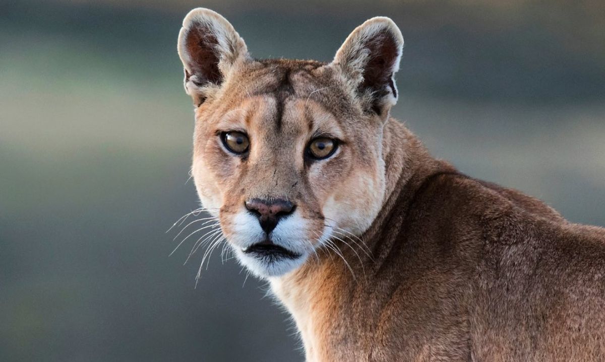 Argentina: Autorizan polémica temporada de caza en Patagonia que amenaza también fauna chilena