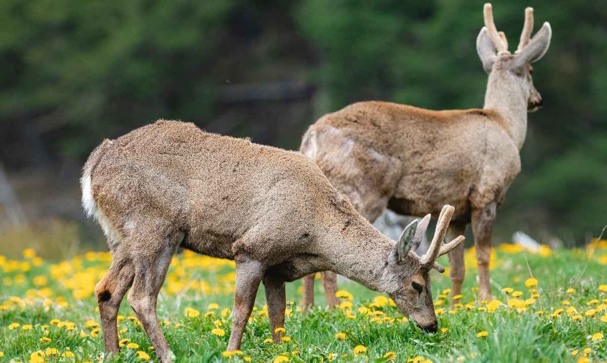 Conserva Puchegüín: Organizaciones locales e internacionales inician campaña para conservar el 30% de la comuna de Cochamó