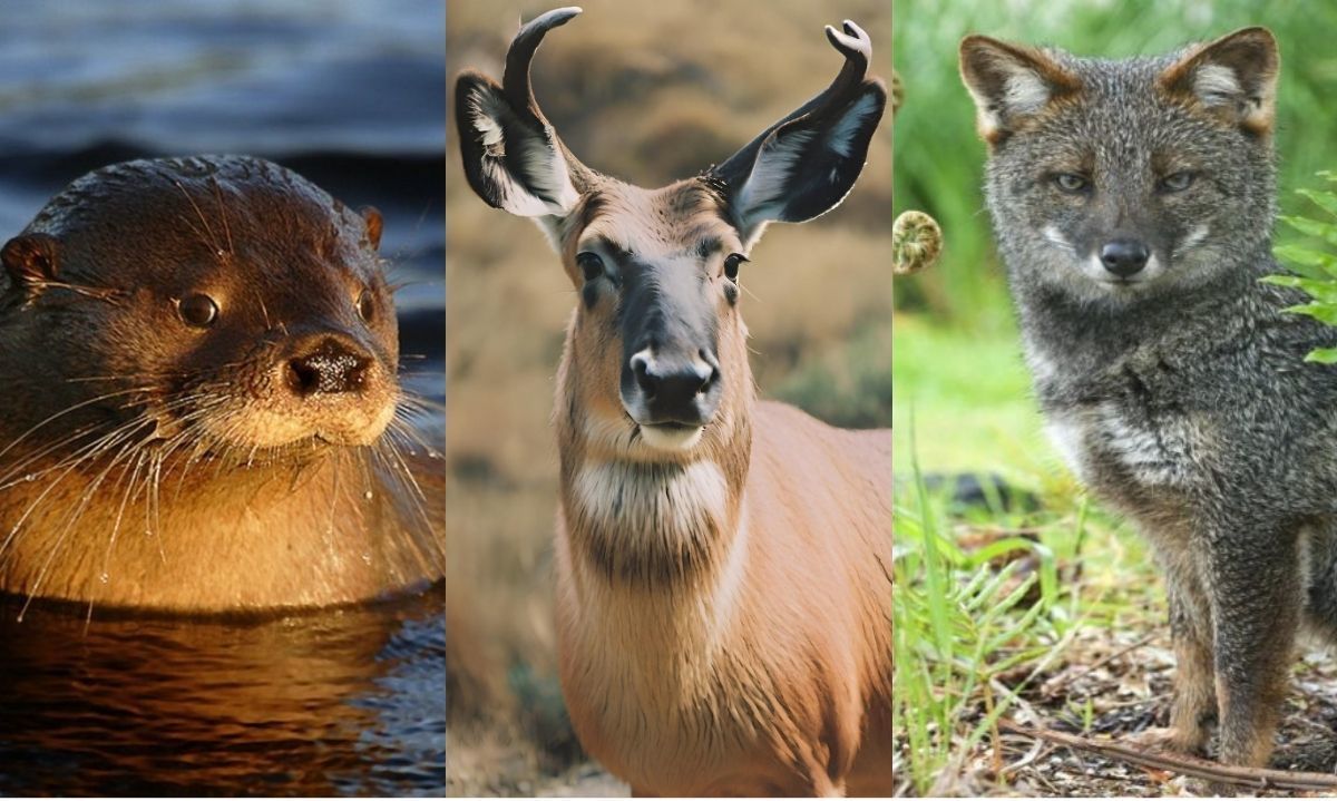 Las especies nativas que Chile podría perder