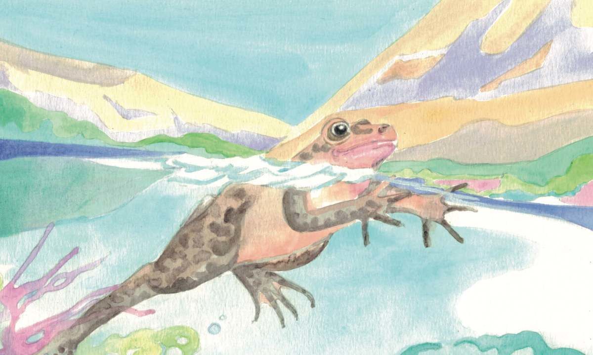 Lanzan el libro “El viaje de Telma, una ranita de Ollagüe”