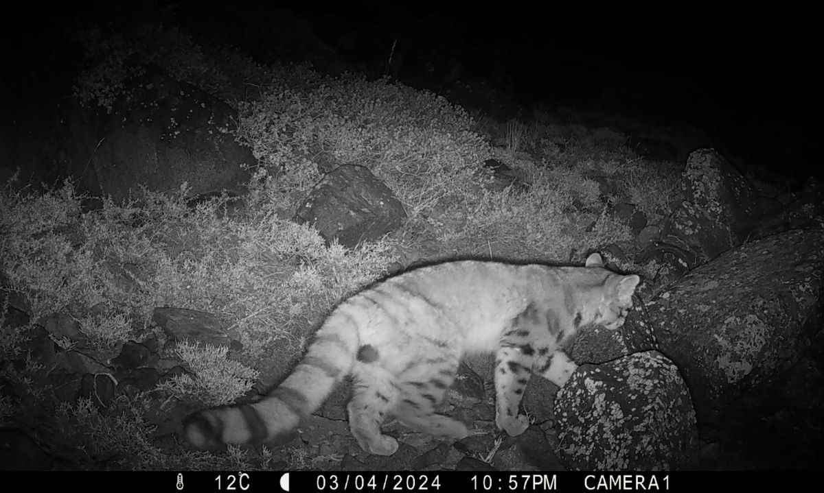 Por primera vez se registra presencia del gato andino en las cercanías de Santiago