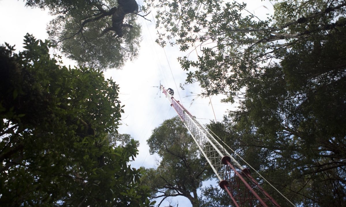 Investigación concluye que bosques de Chiloé son de los que más captan CO2 en el mundo