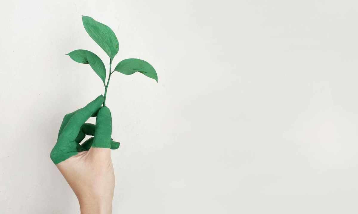 Objetivos ecológicos de Colo Colo: A la vanguardia de la neutralidad de carbono