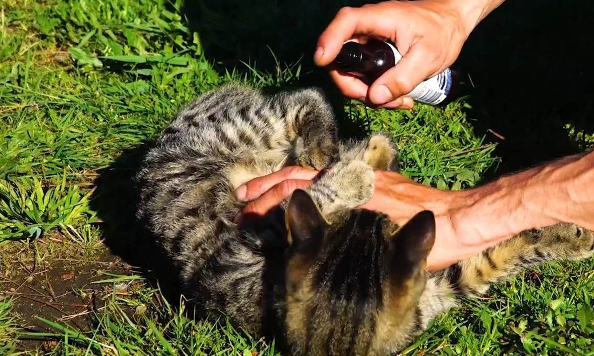 Eco Australis: Productos veterinarios inocuos en base a plantas 