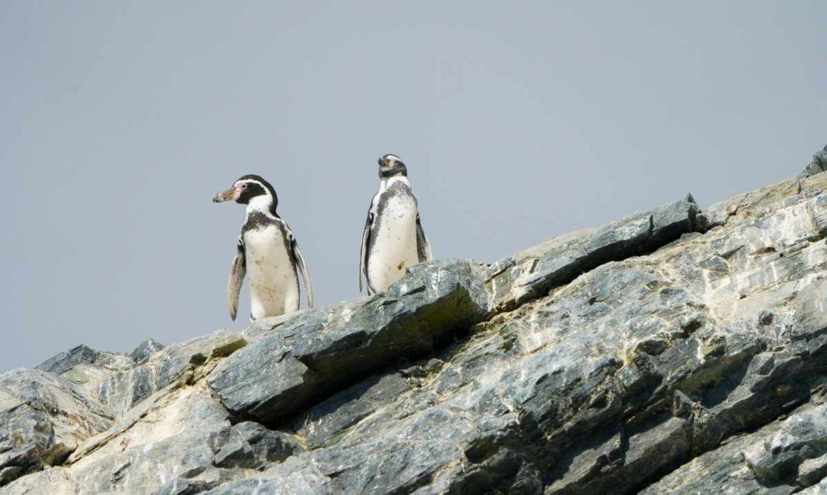 Plan RECOGE Pingüino de Humboldt: la estrategia que pretende evitar extinción de emblemática especie
