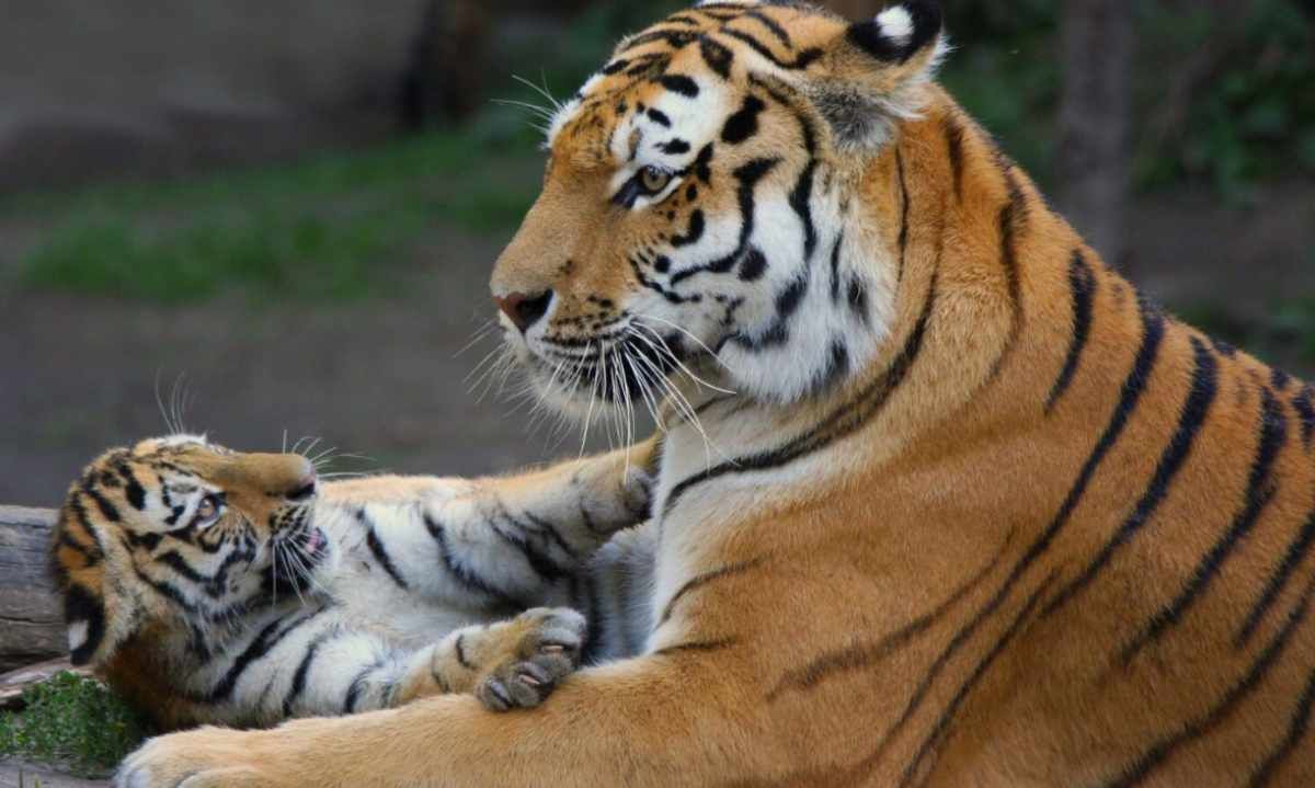 Día Mundial del Tigre 2024: En el mundo quedan menos de 4000 ejemplares