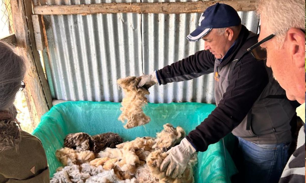 Agricultores utilizan lana de oveja como biofertilizante