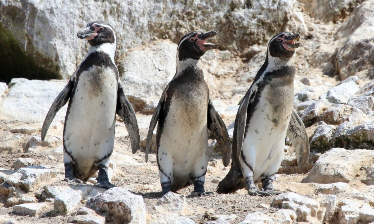 El Plan para proteger a los pingüinos de Humboldt ya está en marcha