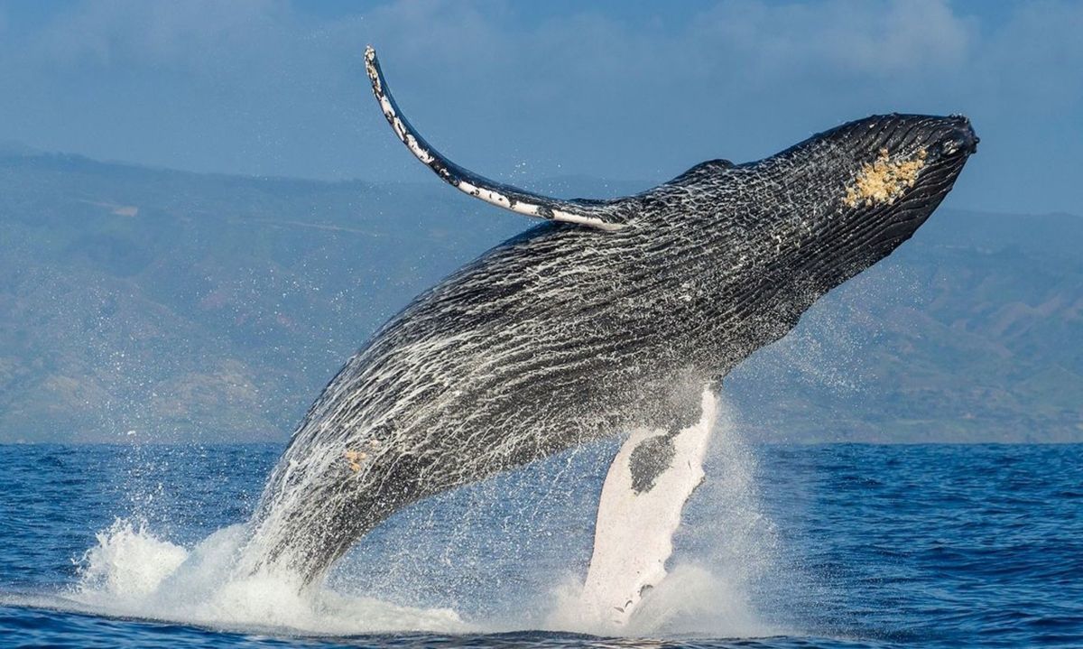 Aumenta el avistamiento de ballenas en las costas de Chile
