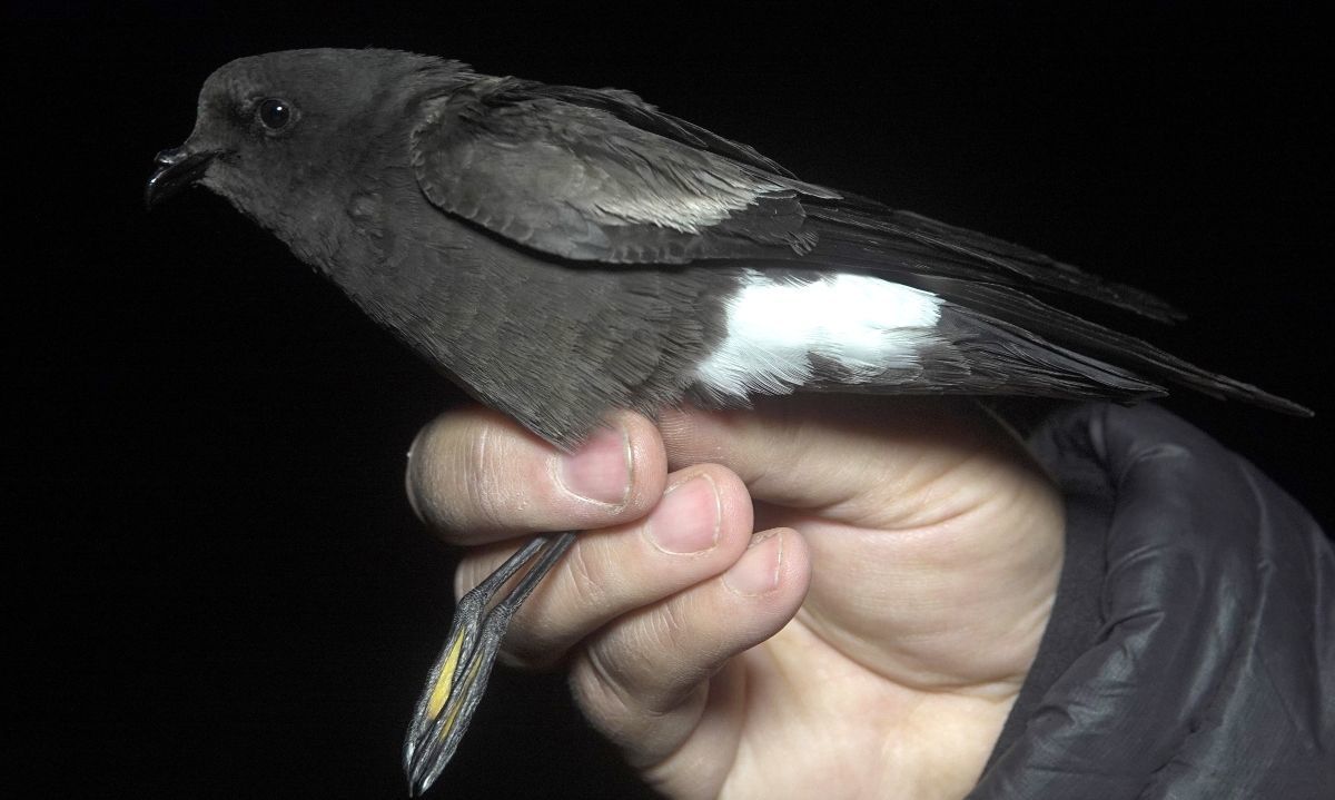 Científicos descubren nueva especie de ave marina en la Cordillera de los Andes