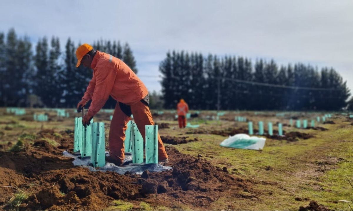 Comienza gran plan de restauración de bosque nativo en la Región del Biobío