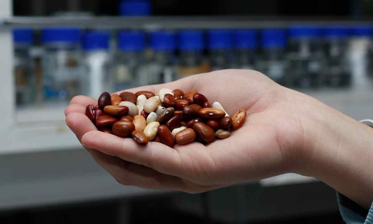 Inician proyecto para impulsar la producción y consumo de legumbres en Chile
