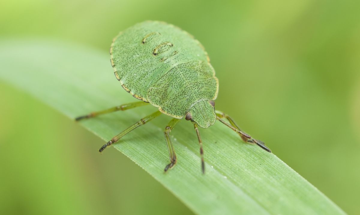 El saltamontes hoja verde: un maestro del camuflaje en los ecosistemas chilenos