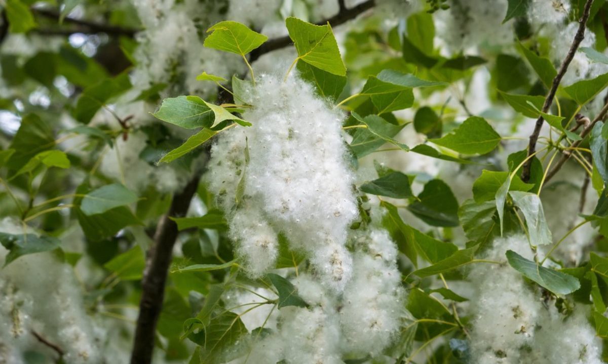 ¿Qué árbol es responsable de las pelusas blancas que vemos en primavera?