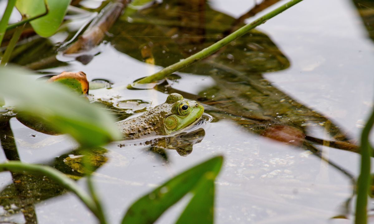 Explosión de vida en los humedales chilenos: ranas y peces nativos en temporada de reproducción
