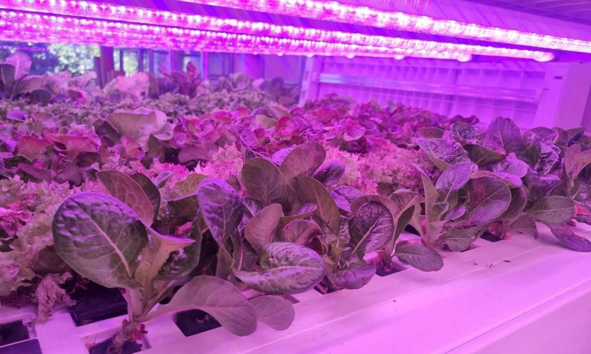 Huertos industriales: la innovación que está transformando la manera de
cultivar y cocinar en San Pedro de Atacama