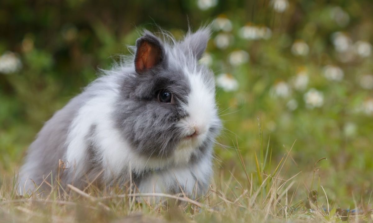 Entra en vigencia la ley que prohíbe la experimentación en animales con productos cosméticos en Chile