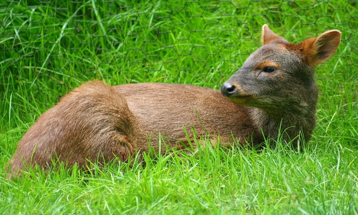 Para abordar las amenazas que enfrenta: Adjudican fondos para protección del pudú
