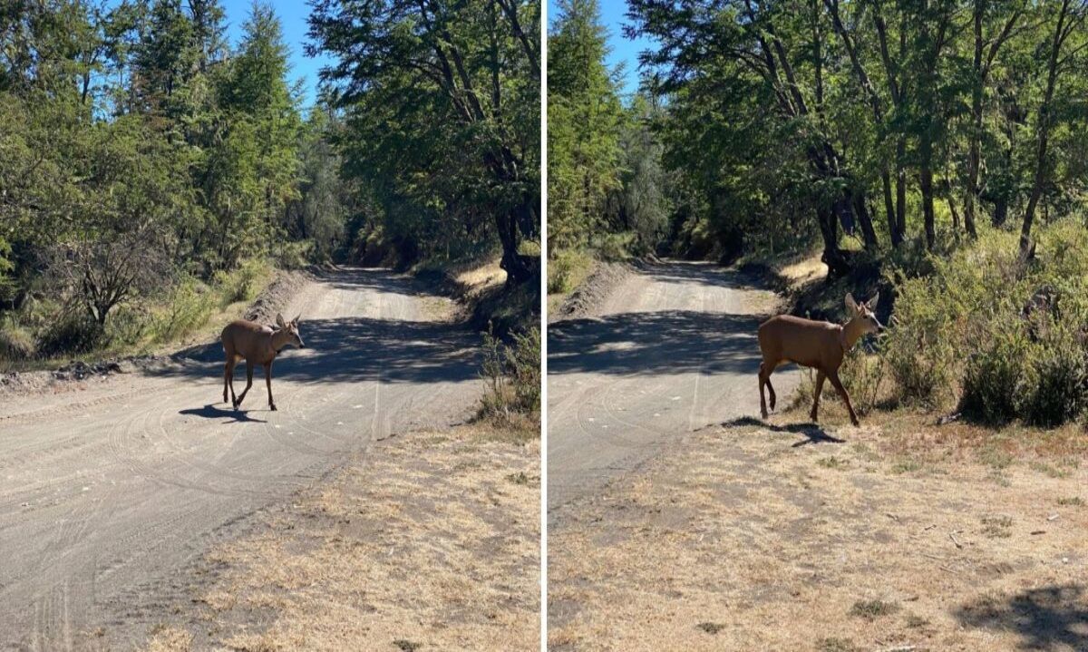 Luego de casi 30 años: Captan a huemul que migró naturalmente a Argentina