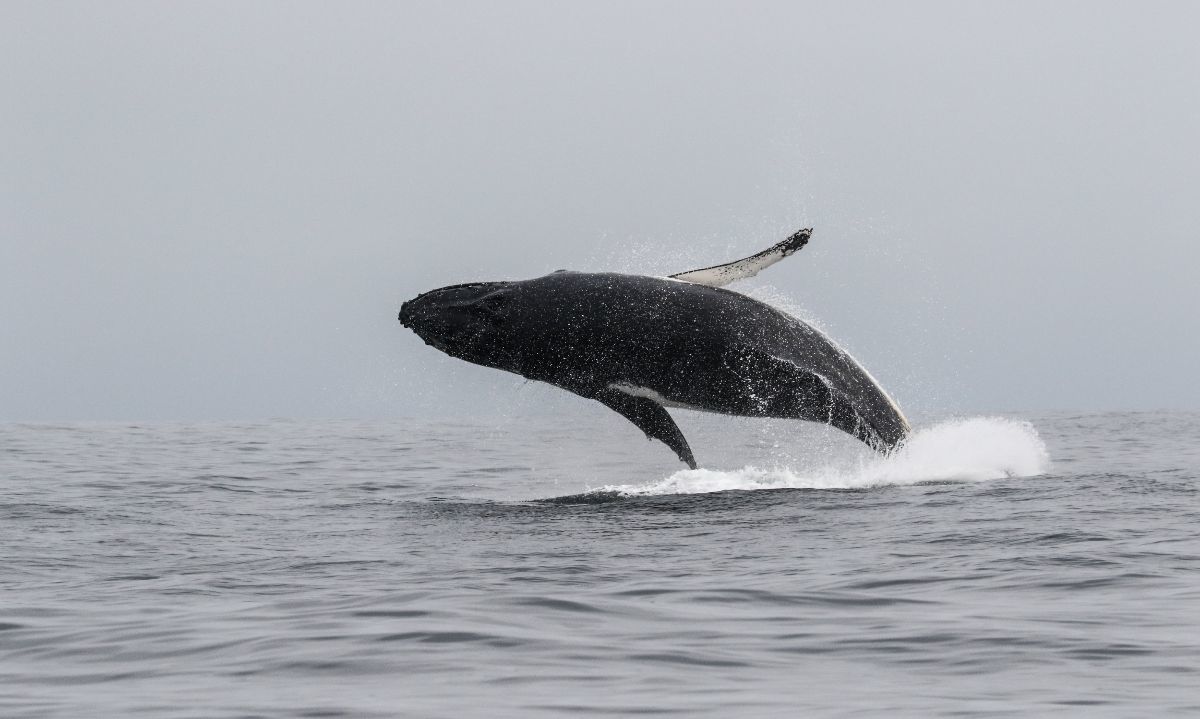 Corredor mortal: Los riesgos que viven las ballenas que navegan por Chile