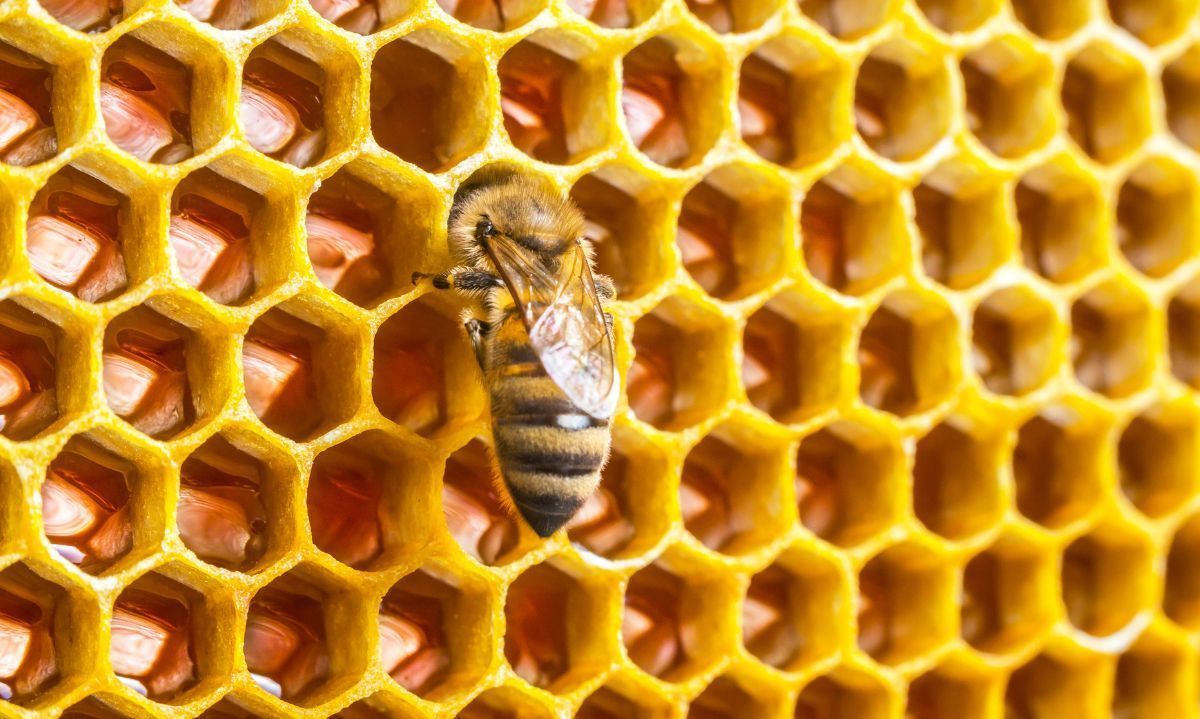Cera de abejas: una aliada natural en la conservación de alimentos