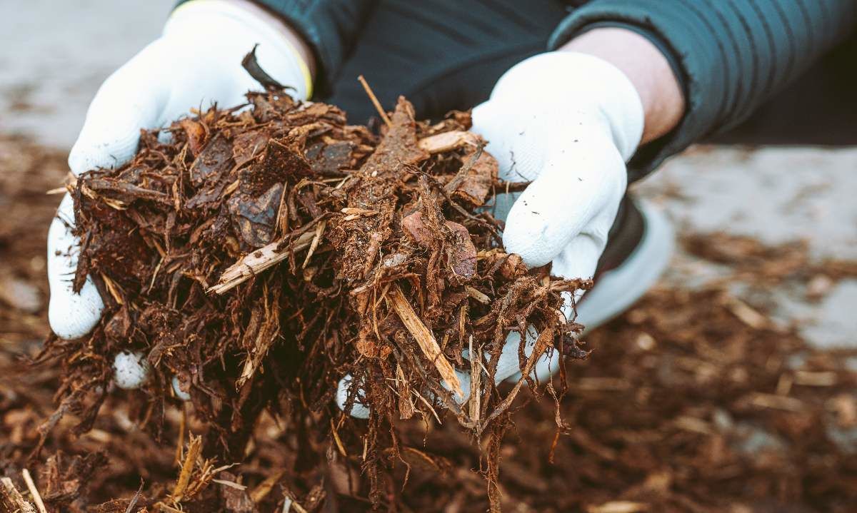 Proyecto desarrolla biomateriales a partir de estiércol de vaca