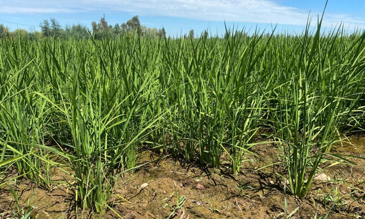 Chile desarrolla una variedad de arroz que reduce a
la mitad el uso de agua y evita la emisión de metano