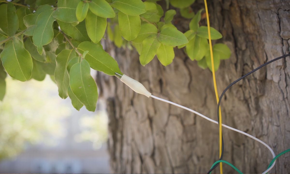 Árboles Ciudadanos: Concientización ambiental a través del sonido