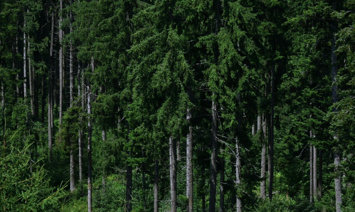 Opinión: ¿Estamos abordando el cambio climático de manera efectiva?