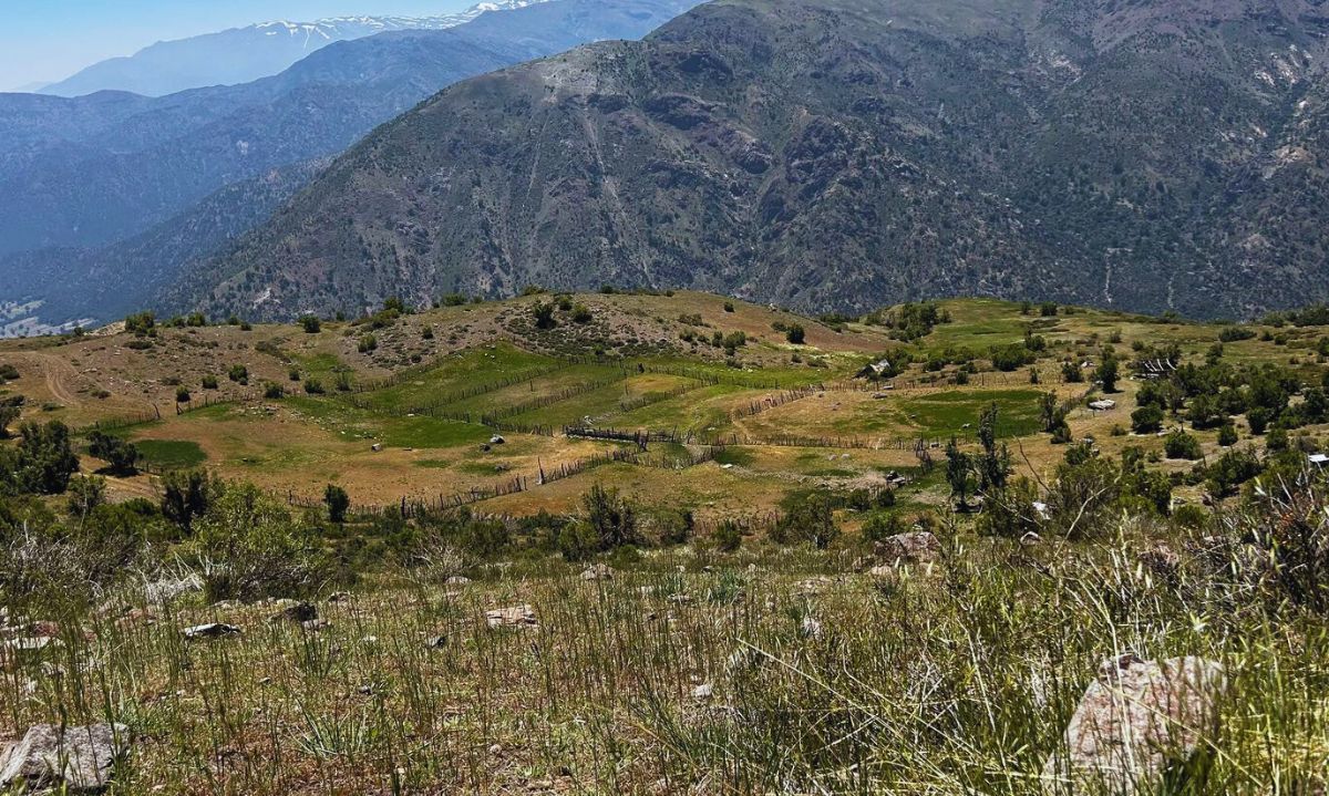 Data Observatory desarrolló estudio sobre diversidad de plantas y estabilidad de los ecosistemas montañosos en la Cuenca del Río Mapocho