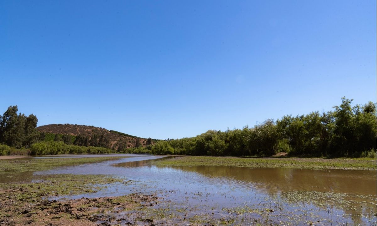 Laboratorio de ecosistemas de humedales: una solución ante crisis hídrica en O'Higgins