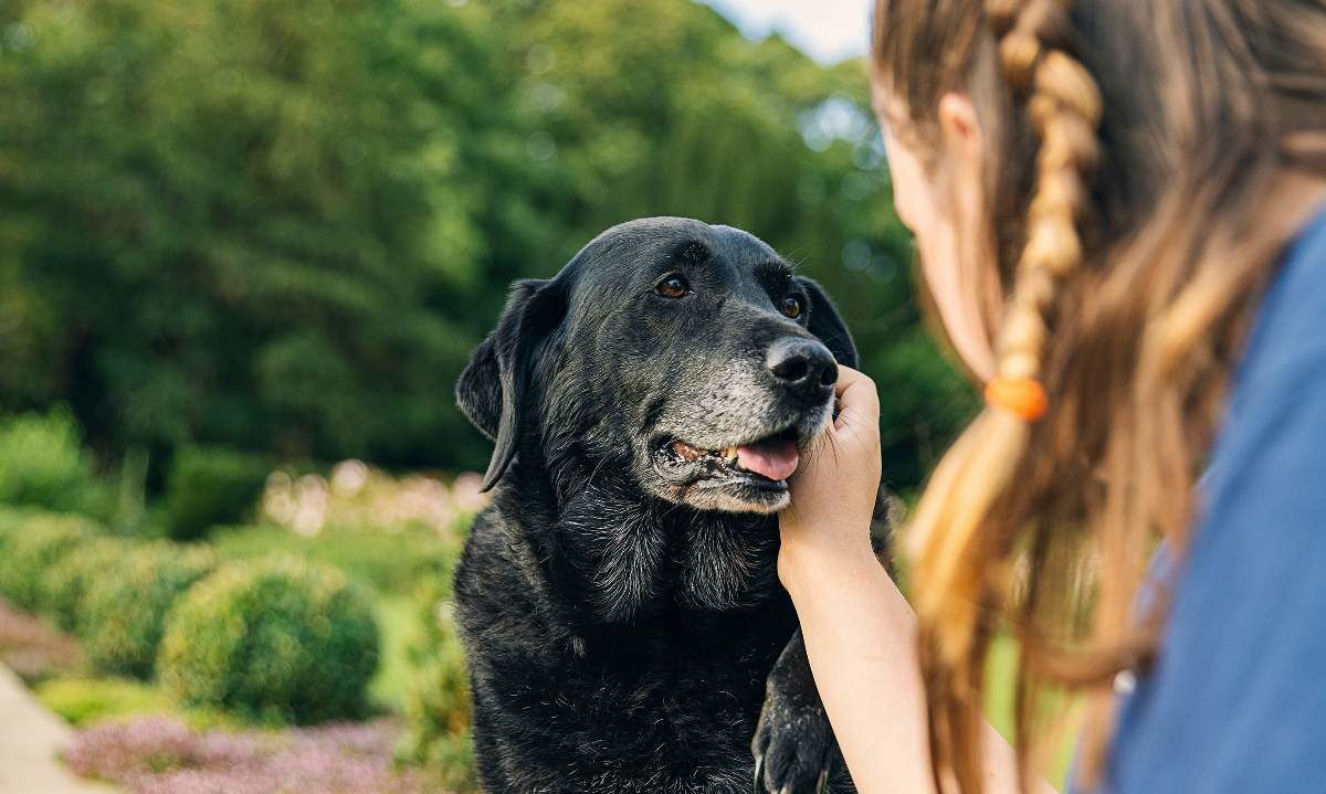 Accidentes cerebrovasculares en perros y gatos: causas, síntomas y cómo actuar a tiempo