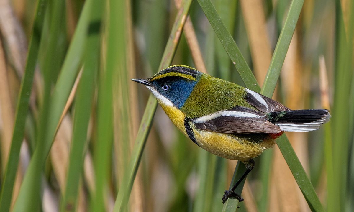 Día de la Tierra: Conoce el Santuario de la Naturaleza Laguna de Batuco