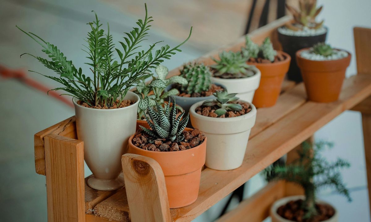 Preguntas y Respuestas: ¿Cómo cuidar mis plantas?