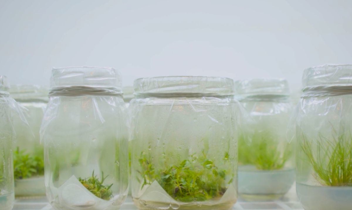Cedenna: Uso de nanopartículas para una agricultura sostenible