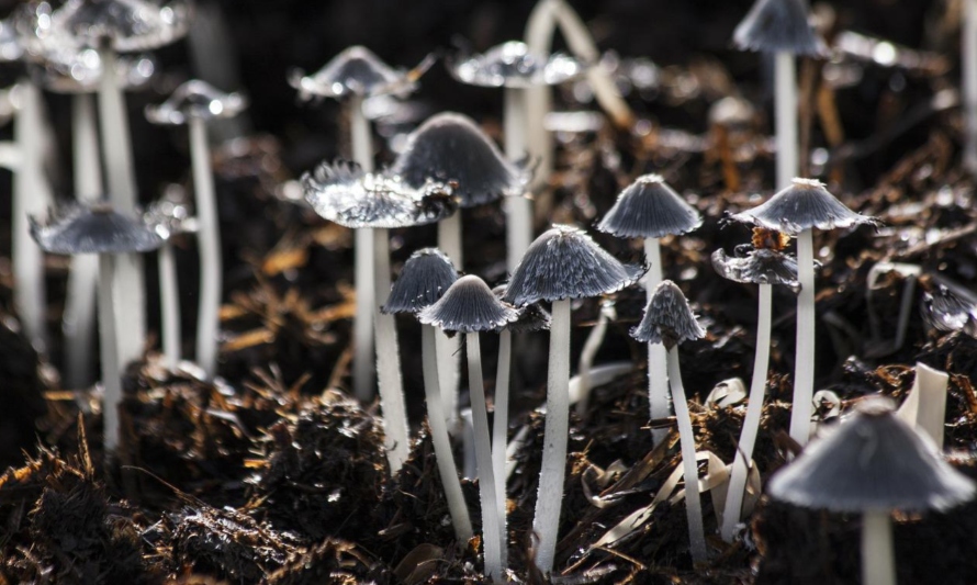 Lanzan proyecto de divulgación del reino fungi en escuelas de la Araucanía