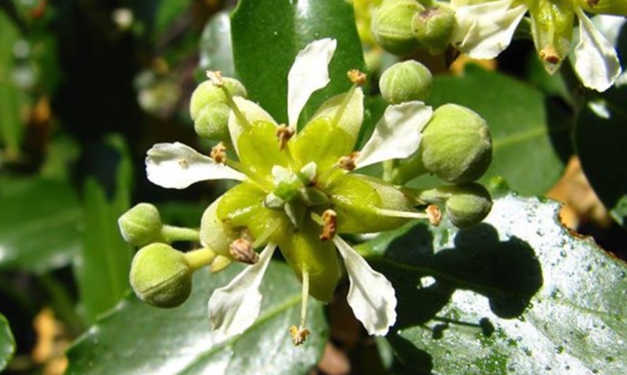En esta imagen se puede ver la flor del quillay, flor que tiene cinco pétalos blancos en forma de estrella con hojas de un color verde intenso y muy brillante