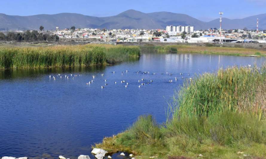 En esta imagen se ve una panorámica del lado oeste del Humedal El Culebrón en la comuna de Coquimbo. En esta fotografía vemos un bandada de gaviotas de Franklyn, especie que anida todos los veranos las costas de la región de Coquimbo.
