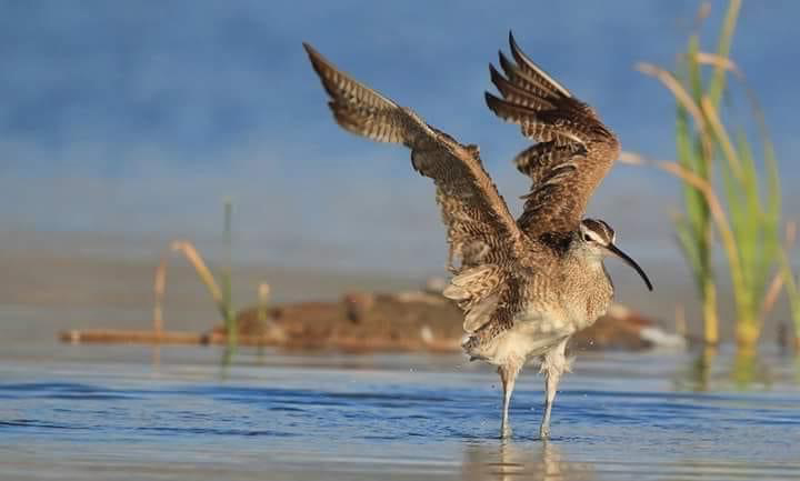 En esta imagen se ve un típica especie de pájaro que es encontrada en el Humedal El Culebrón de la comuna de Coquimbo. El ave está con sus patas en el agua y sus alas están en posición de vuelo.