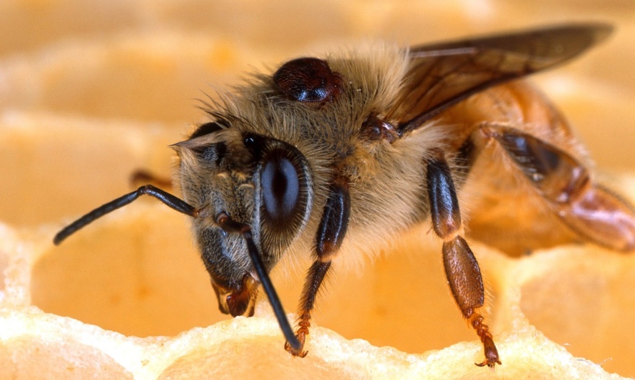 En esta fotografía se puede ver una abeja atacada por un parásito de varroa en su espalda