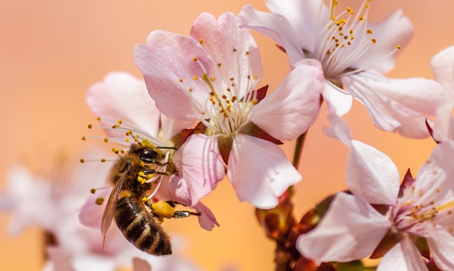 En esta fotografía se puede ver una abeja sana polinizando una flor de ciruelo