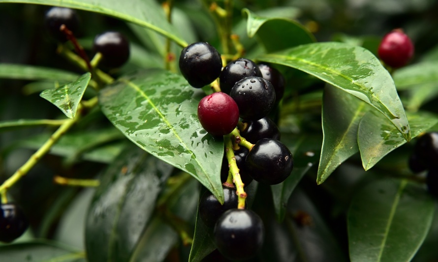 En esta fotografía se pueden apreciar hojas de laurel en su árbol con sus bayas de color púrpura y negro intenso