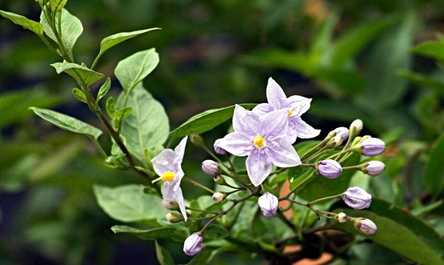 En esta fotografía se puede apreciar la flor del natre de color púrpura pálido