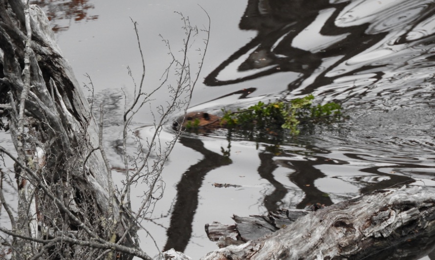 En esta fotografía se puede ver a un castor canadiense nadando en aguas chilenas