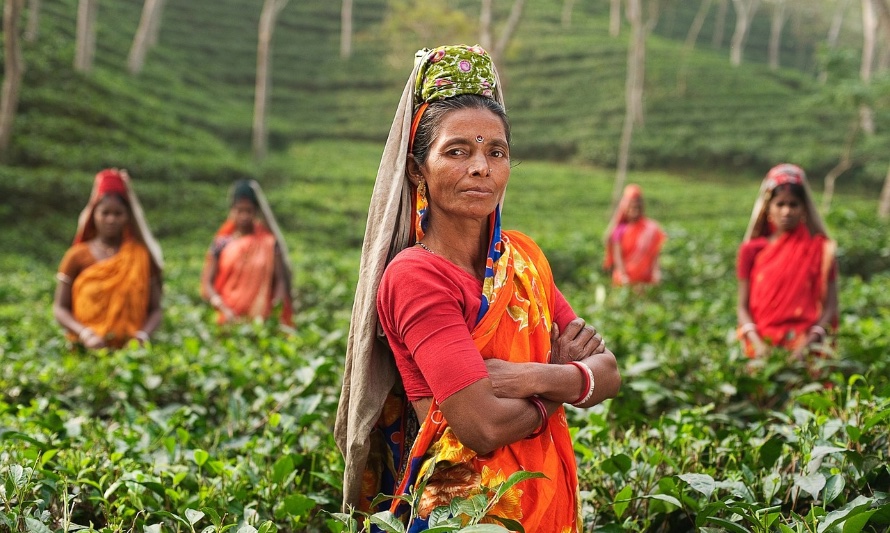 En esta fotografía se puede apreciar a mujeres indias en una gran plantación de té