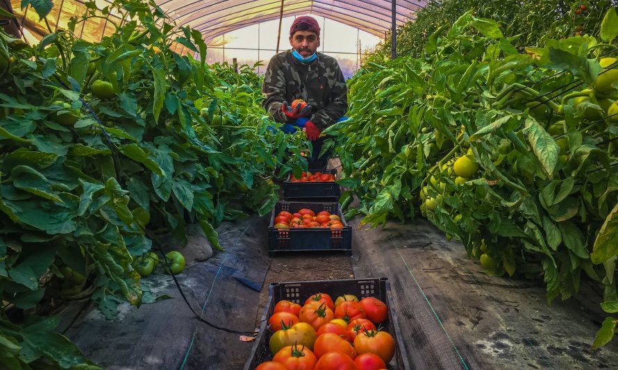 En esta fotografía se puede ver a un trabajador de De Huerta a la Raíz cultivando tomates orgánicos