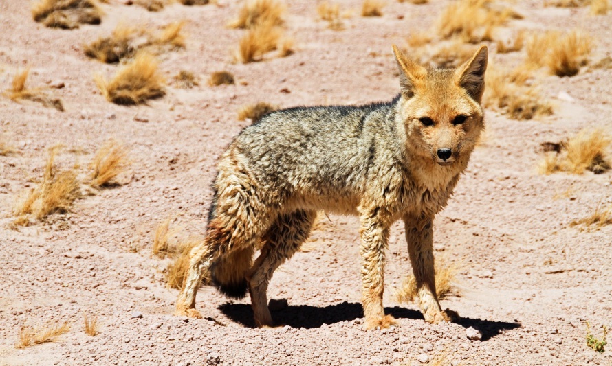 En esta fotografía se puede apreciar a un zorro recorriendo el desierto de Atacama