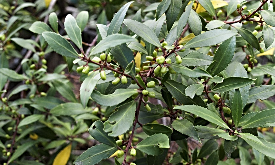 En esta fotografía se puede apreciar al maitén con sus frutos